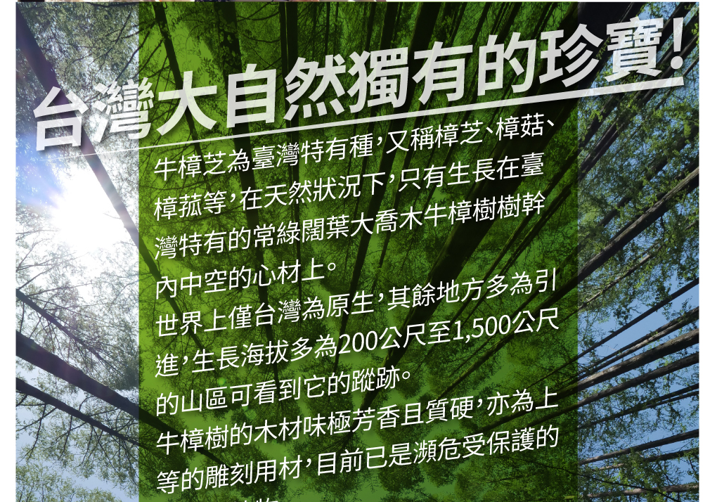 我愛簡單購 IEasyShopping 【歐萃OTREE】增益康牛樟芝菌絲體膠囊